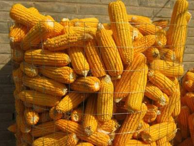 Corns in the welded wire mesh corn cage.